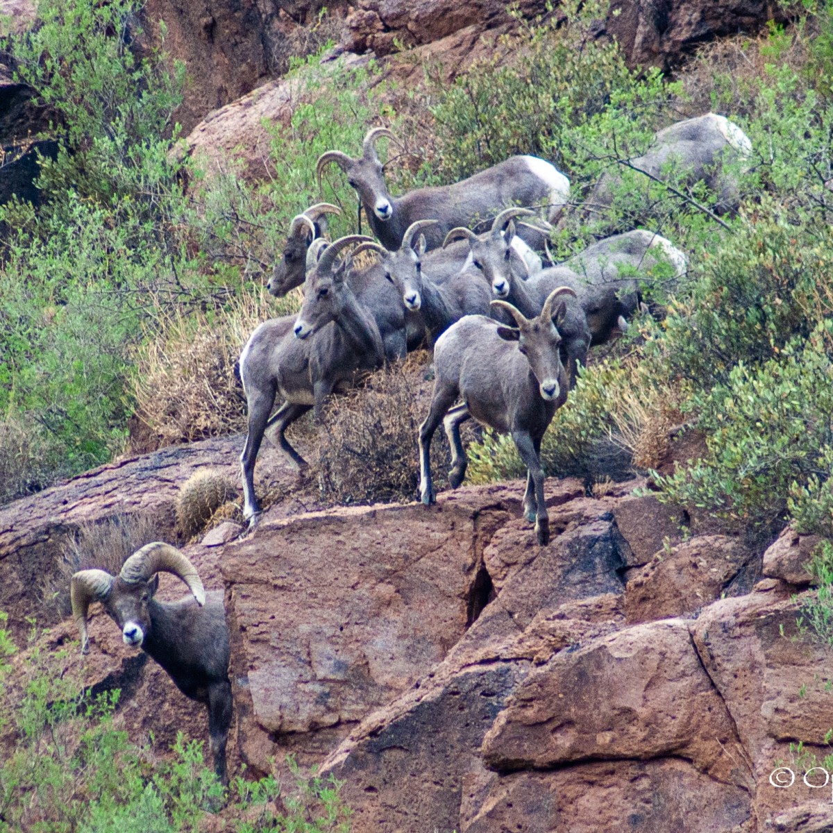 Peralta Canyon: A Trail Through Legend and&nbsp;Landscape